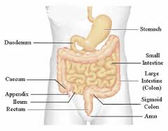 AnatomyColon