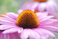 Echinacea